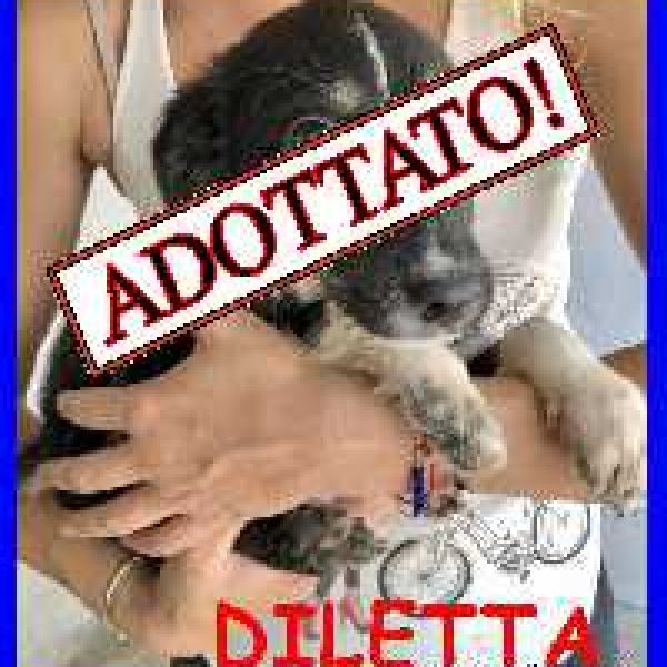 Diletta_ado