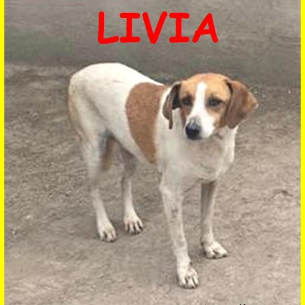 Livia6
