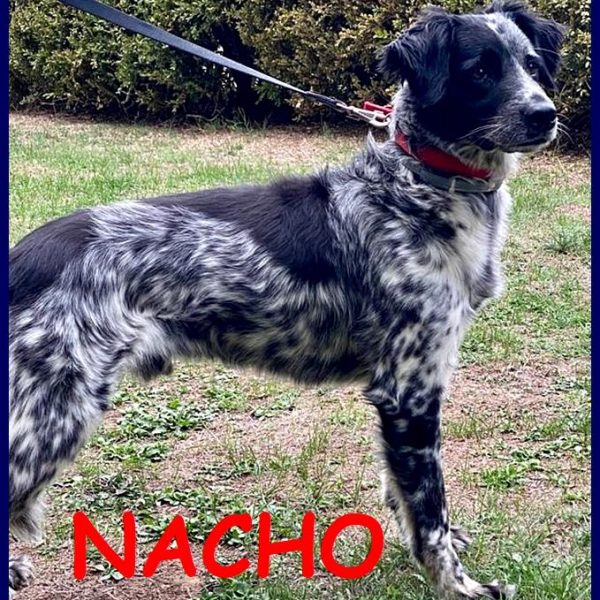 Nacho2