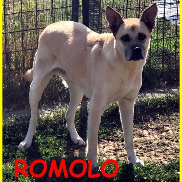 Romolo2